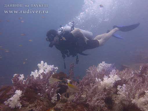 Дайвинг Пхукет Таиланд - русский дайв-клуб - курсы PADI - курс AOWD, Advance, ПАДИ эдванс Дайвинг Пхукет Таиланд - русский дайв-клуб - курсы PADI - курс AOWD, Advance, ПАДИ эдванс е
