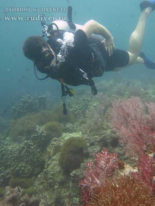 Дайвинг Пхукет Таиланд - русский дайв-клуб - курсы PADI - курс AOWD, Advance, ПАДИ эдванс Дайвинг Пхукет Таиланд - русский дайв-клуб - курсы PADI - курс AOWD, Advance, ПАДИ эдванс е